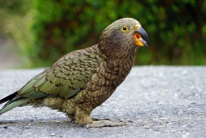 Arthurin sola: Castle Hill -päiväretki: TranzAlpine-juna ja Castle Hill -päiväretki