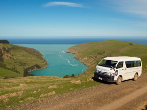 Evening Penguin Tours