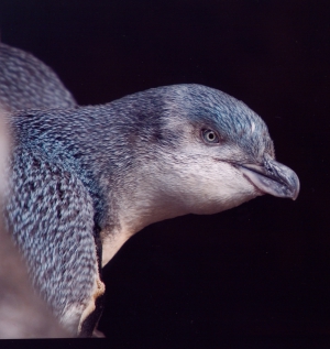 Evening Penguin Tours