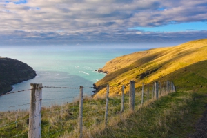 Evening Penguin Tours