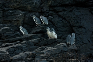 Evening Penguin Tours