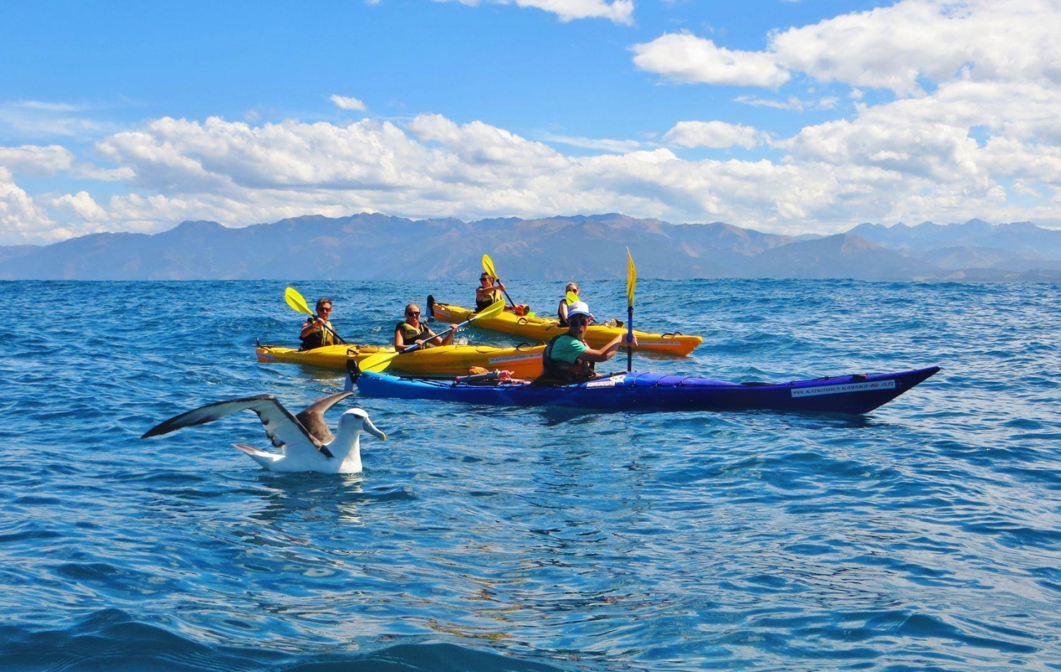 Kaikoura Kayaks