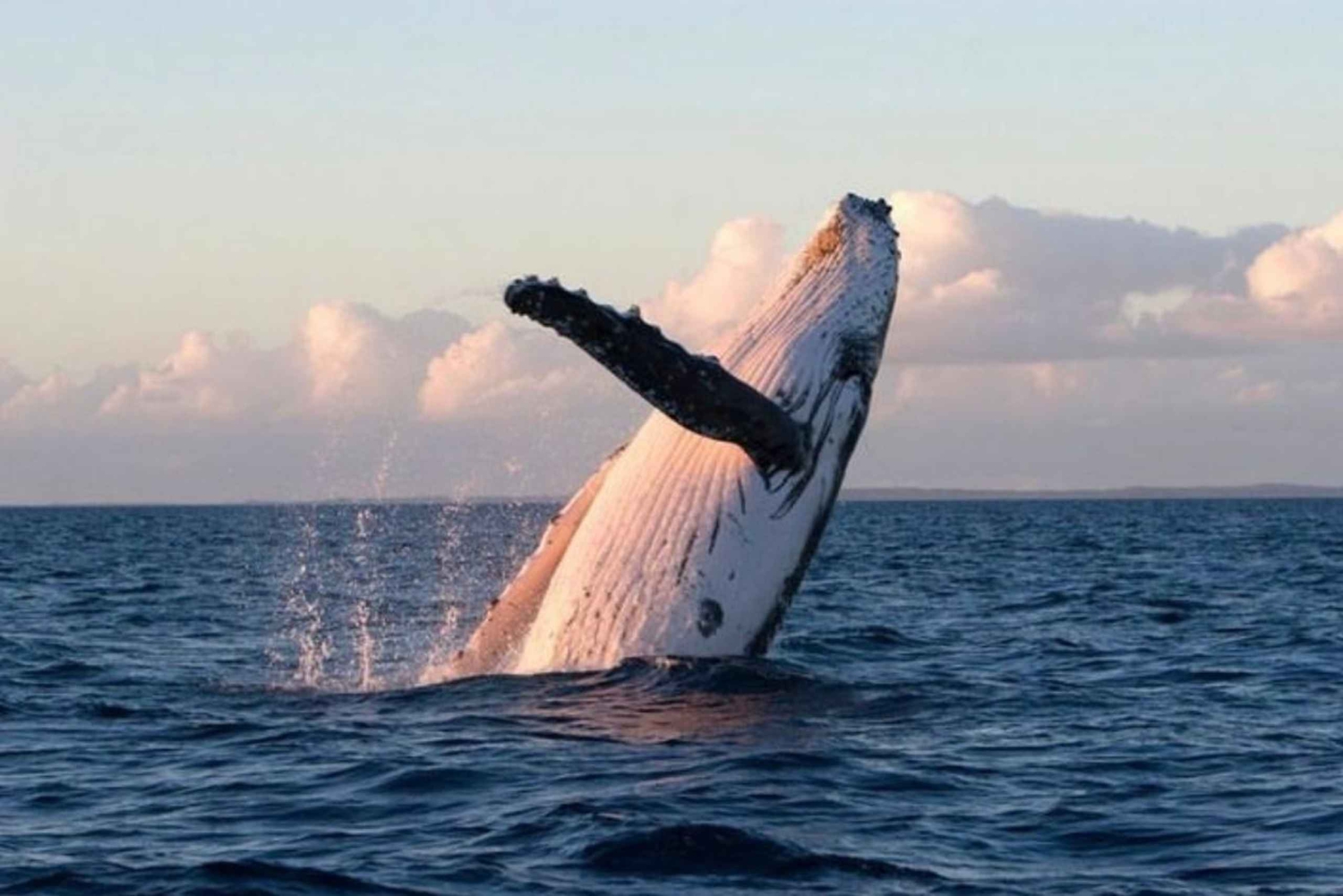 リトルトン港：クルーズ乗客向け日帰りツアー3オプション