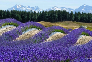 Tour de 1 día al monte Cook y al lago Tekapo desde Christchurch