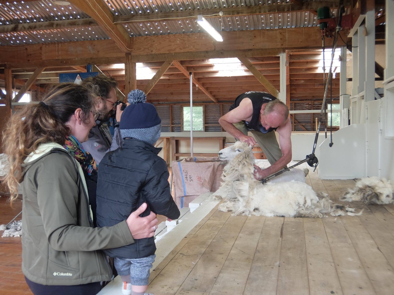 The Point Sheep Shearing Kaikoura
