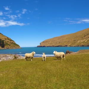 Wildside Discovery Tours