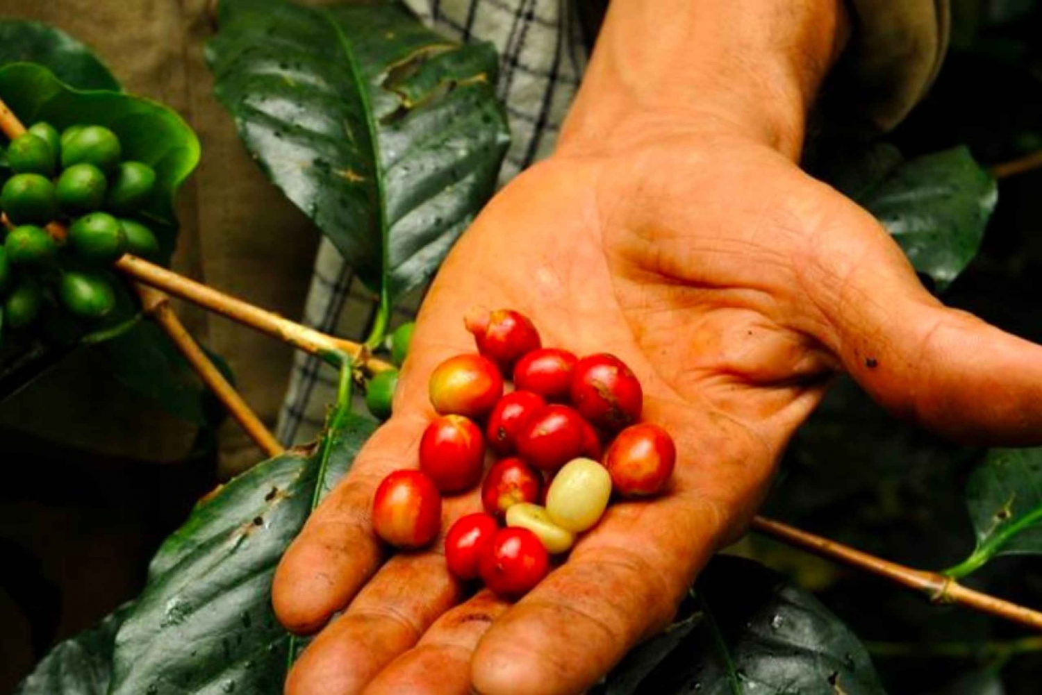 Bogotá: Colombian Coffee Tour with Farm & Daily Departure