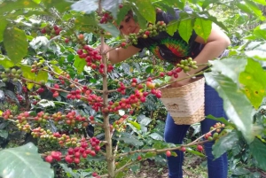 Bogotá: Colombian Coffee Tour with Farm