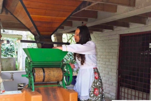 Bogotá: Colombian Coffee Tour with Farm