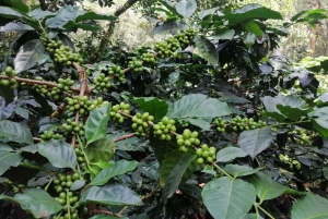 Bogotá: Colombian Coffee Tour with Farm