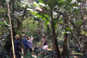 Bogotá: Colombian Coffee Tour with Farm