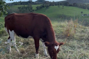 Från Bogota: Guidad tur i Guatavita-lagunen och byn