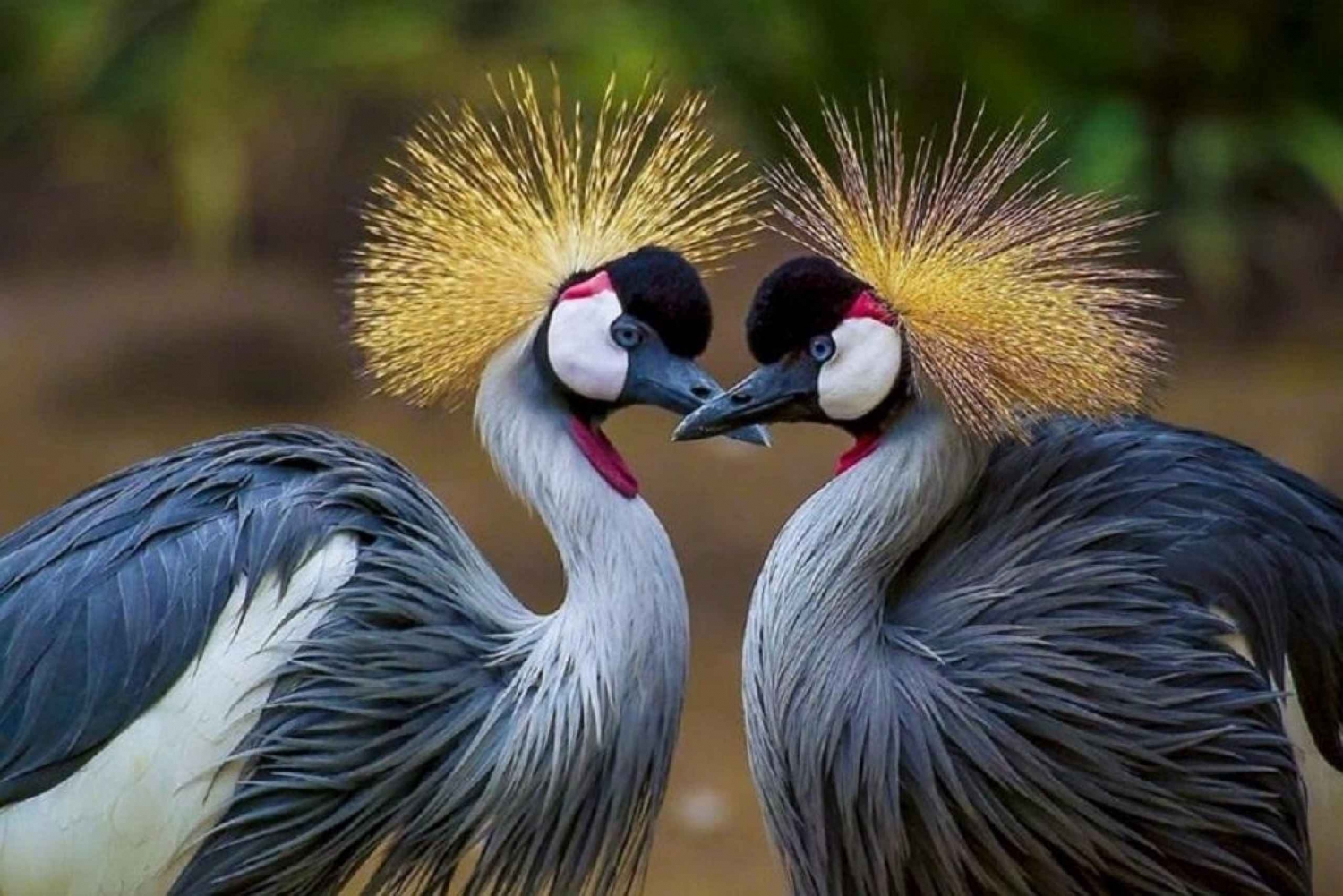 Cartagena: Transport til fuglehuset på øya Barù