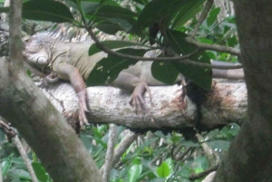 Cartagenassa: Purjehdus Cartagenan mangrovemetsissä: Purjehdus Cartagenan mangrovemetsissä