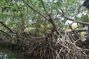 Cartagenassa: Purjehdus Cartagenan mangrovemetsissä: Purjehdus Cartagenan mangrovemetsissä
