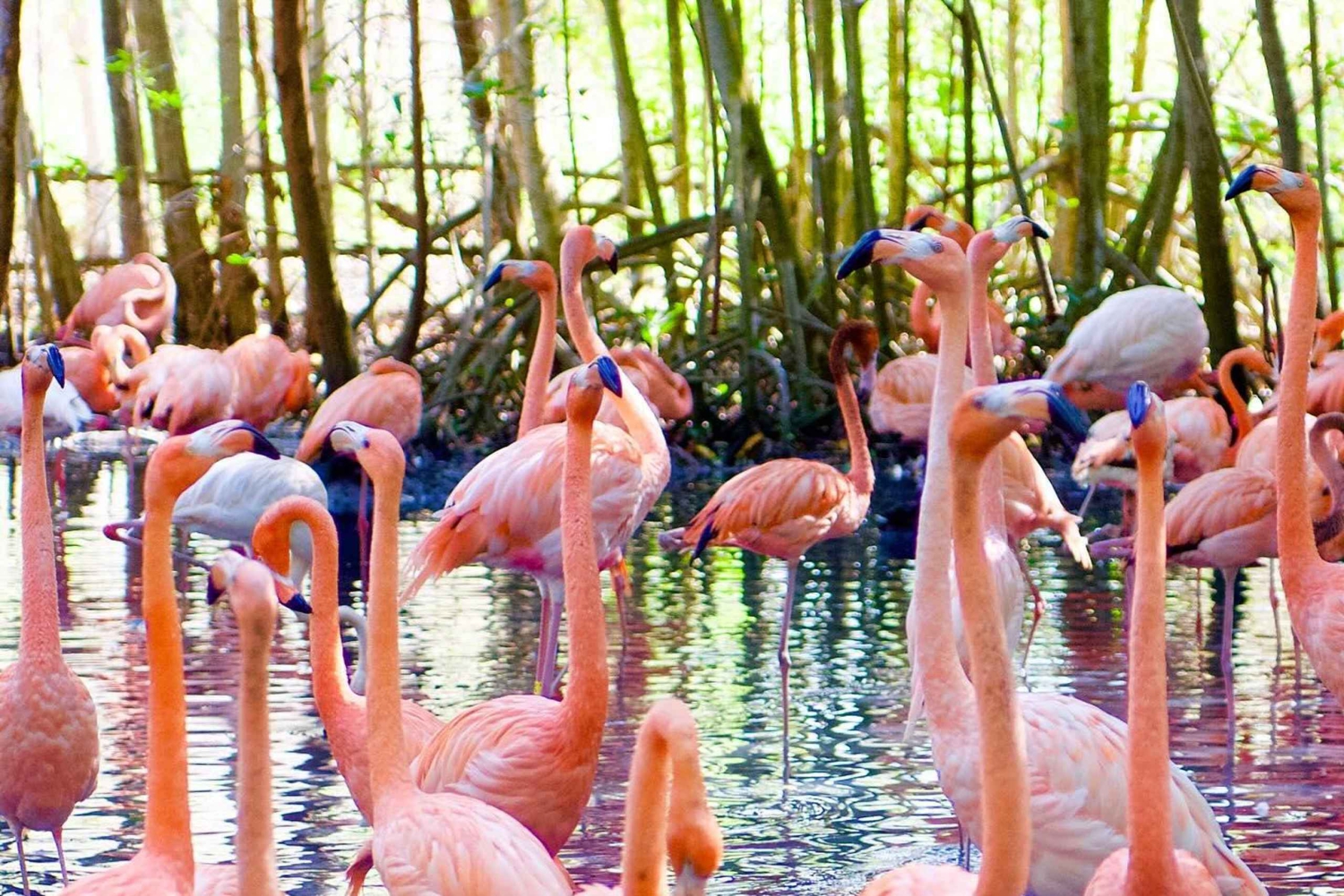 Cartagena: Dagstur til fugleparken med indgang + Playa Blanca med bus