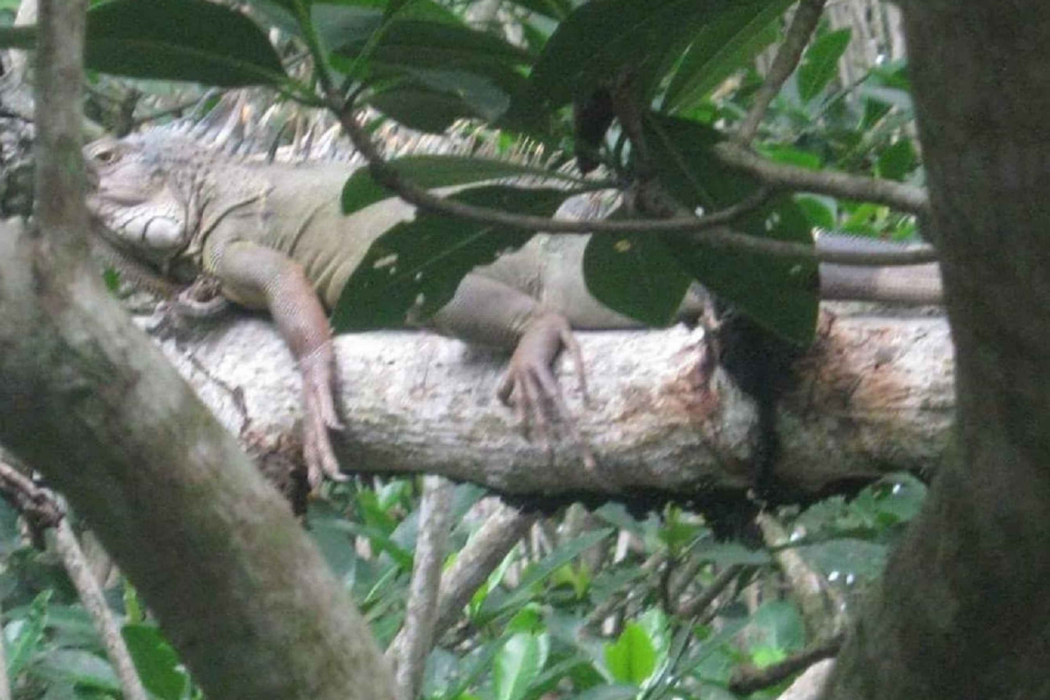 Cartagena: FISKEØEN I MANGROVENE med kano