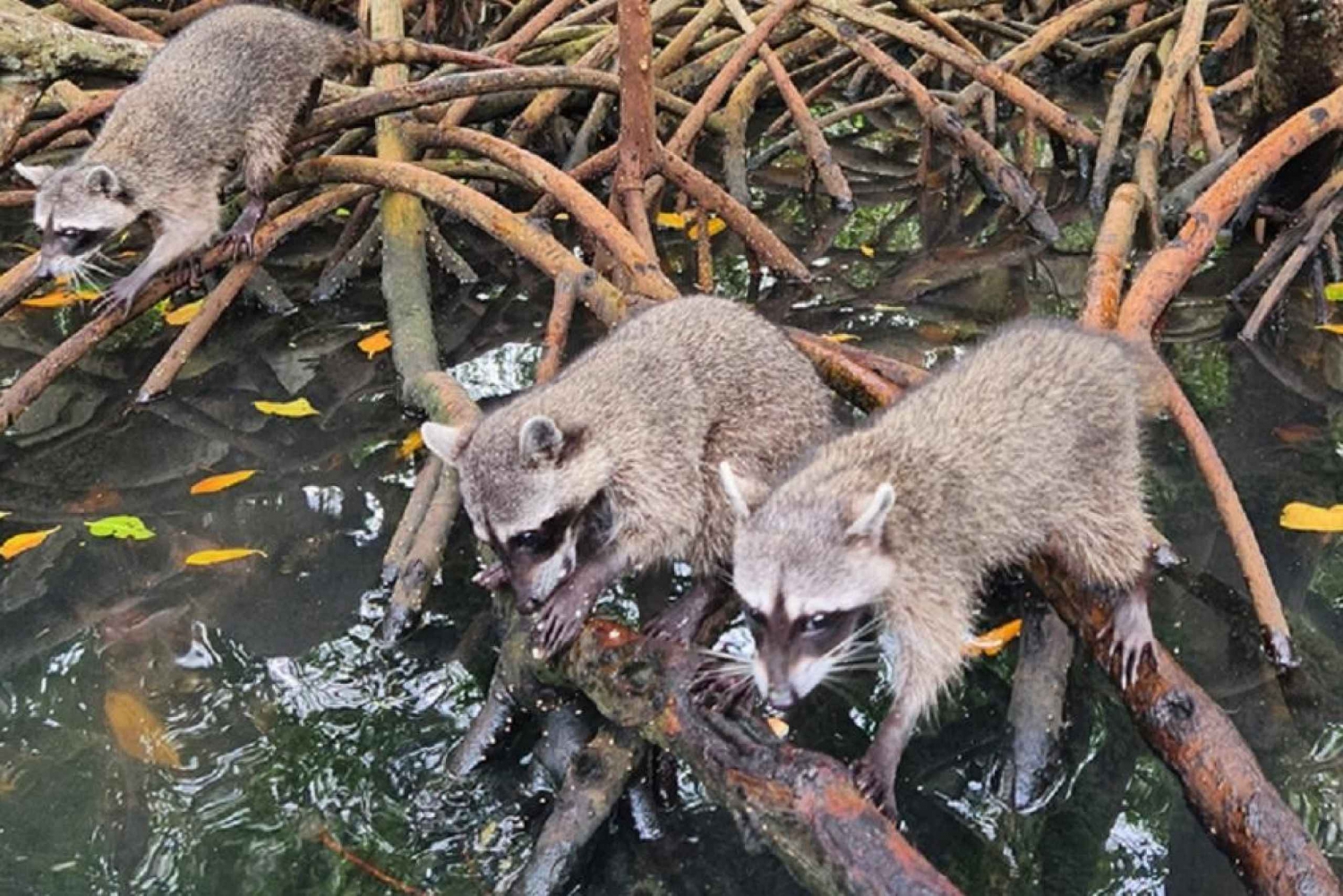 Cartagena: Snorkling på Raccoon Island, mangrove, bilder og lunsj