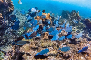 Cartagena: Rosario Islands Day Tour with Snorkel & Lunch