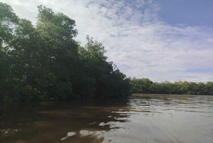 Cartagenassa: Purjehdus Cartagenan mangrovemetsissä: Purjehdus Cartagenan mangrovemetsissä