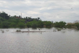 Cartagenassa: Purjehdus Cartagenan mangrovemetsissä: Purjehdus Cartagenan mangrovemetsissä