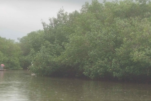 Cartagenassa: Purjehdus Cartagenan mangrovemetsissä: Purjehdus Cartagenan mangrovemetsissä