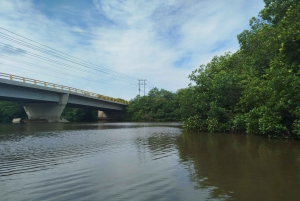 Cartagenassa: Purjehdus Cartagenan mangrovemetsissä: Purjehdus Cartagenan mangrovemetsissä