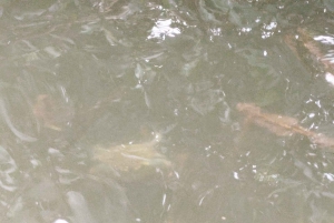 Cartagenassa: Purjehdus Cartagenan mangrovemetsissä: Purjehdus Cartagenan mangrovemetsissä