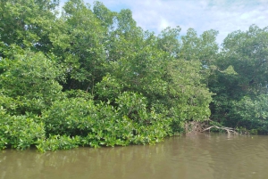 Cartagenassa: Purjehdus Cartagenan mangrovemetsissä: Purjehdus Cartagenan mangrovemetsissä