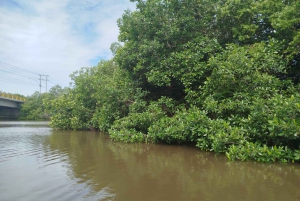 Cartagenassa: Purjehdus Cartagenan mangrovemetsissä: Purjehdus Cartagenan mangrovemetsissä