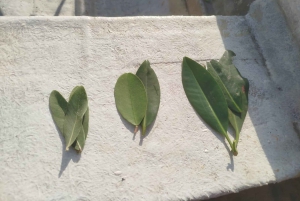 Cartagenassa: Purjehdus Cartagenan mangrovemetsissä: Purjehdus Cartagenan mangrovemetsissä