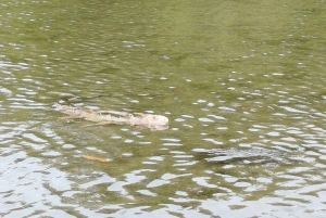 Cartagenassa: Purjehdus Cartagenan mangrovemetsissä: Purjehdus Cartagenan mangrovemetsissä