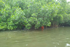 Cartagenassa: Purjehdus Cartagenan mangrovemetsissä: Purjehdus Cartagenan mangrovemetsissä