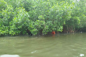 Cartagenassa: Purjehdus Cartagenan mangrovemetsissä: Purjehdus Cartagenan mangrovemetsissä