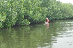 Cartagenassa: Purjehdus Cartagenan mangrovemetsissä: Purjehdus Cartagenan mangrovemetsissä