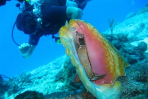 Cartagena: Scuba Diving Day Trip at Playa Blanca with Lunch