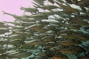 Cartagena: Scuba Diving Day Trip at Playa Blanca with Lunch