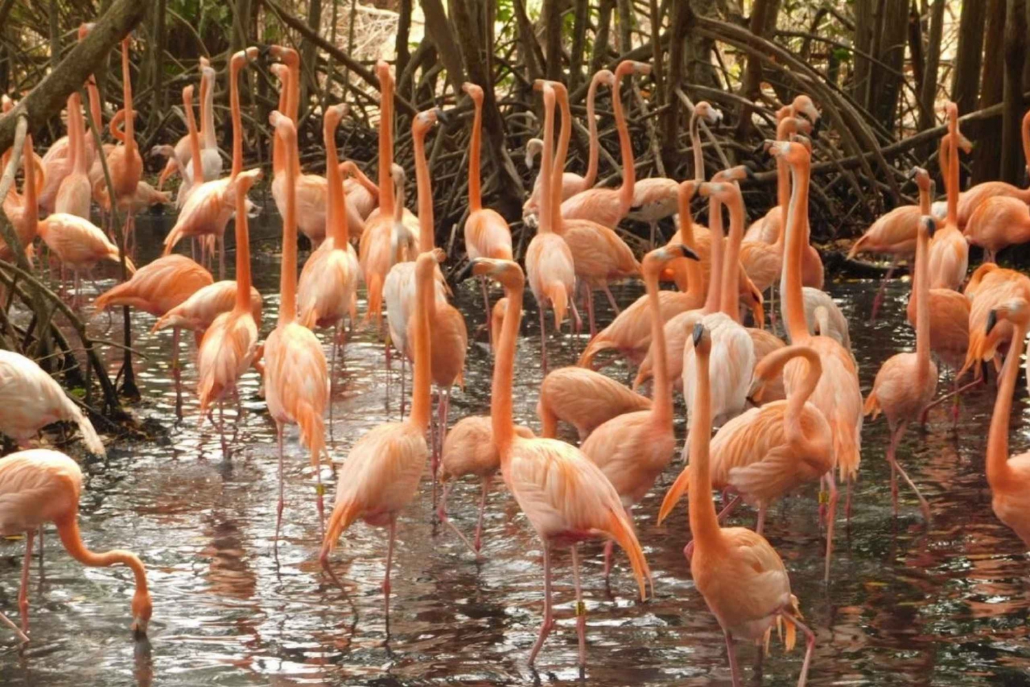 Cartagena: Eintritt zum AVIARY mit TRANSFER INBEGRIFFEN