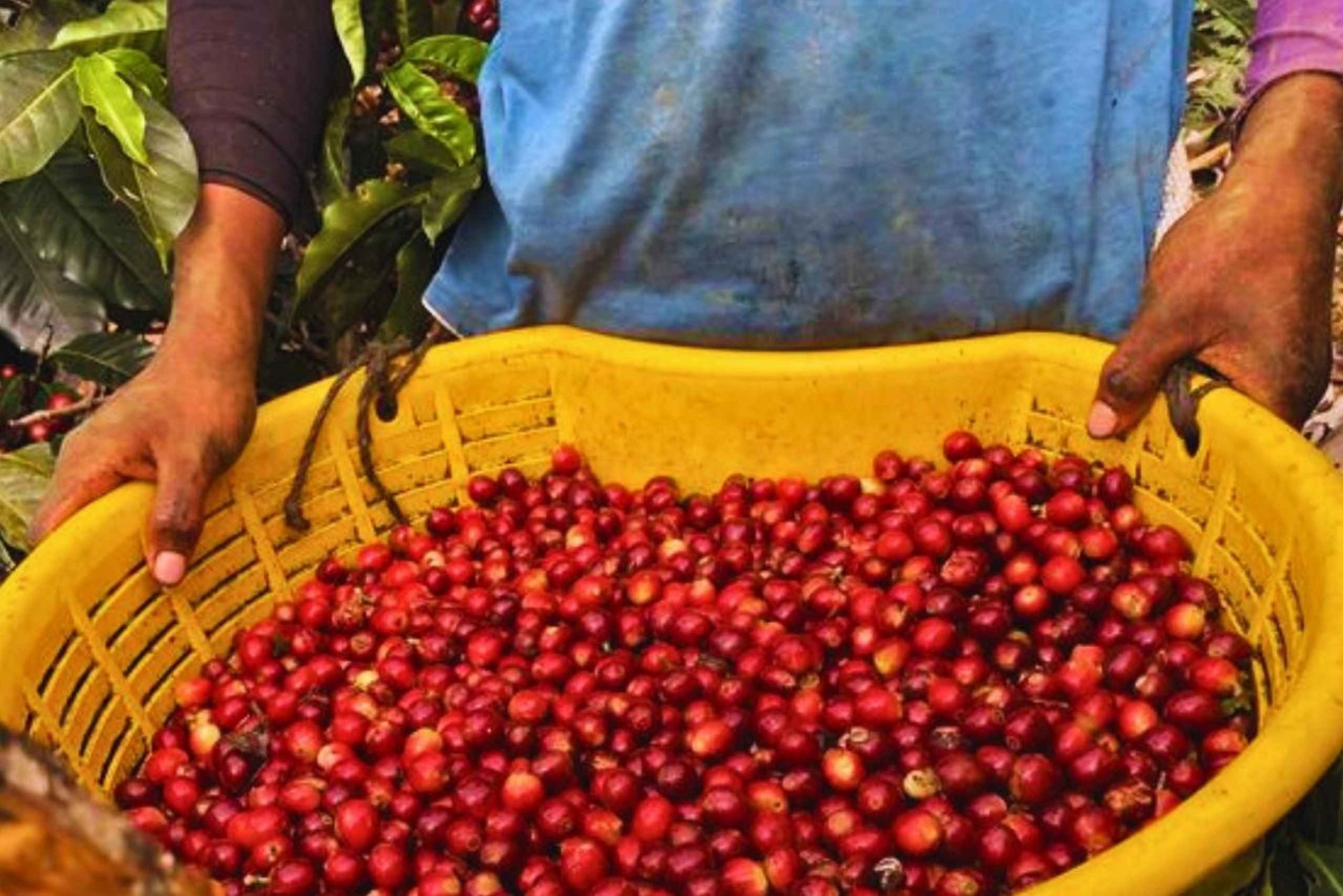 Kaffe-, kakao- og trekkingtur i Minca: Natur, afgrøder og produktion