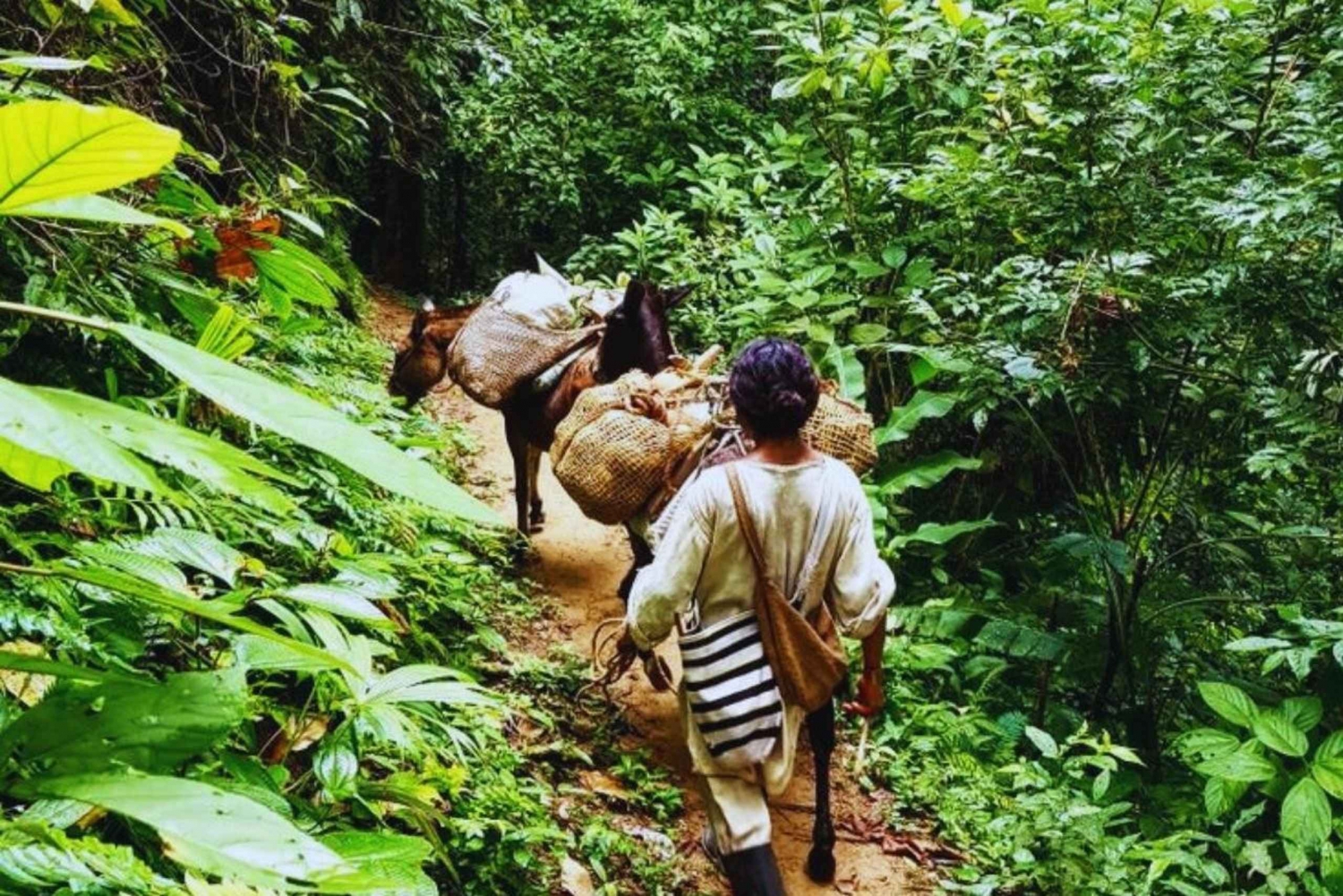 Trekking Geschiedenis & Inheems erfgoed in Minca + Cacao & Koffie + Waterval