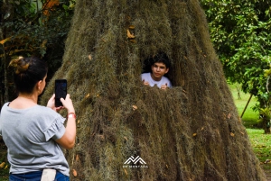 Udforsk Tierradentro: en rejse til hellige grave og landskaber