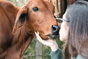 Von Medellin: 100 Jahre alte Finca, Reiten und mehr
