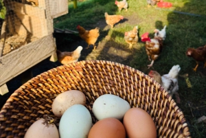 Von Medellin: 100 Jahre alte Finca, Reiten und mehr