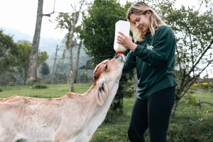 Von Medellin: 100 Jahre alte Finca, Reiten und mehr