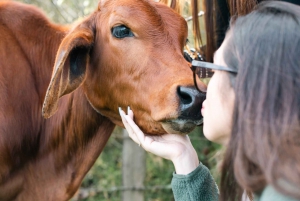 Von Medellin: 100 Jahre alte Finca, Reiten und mehr
