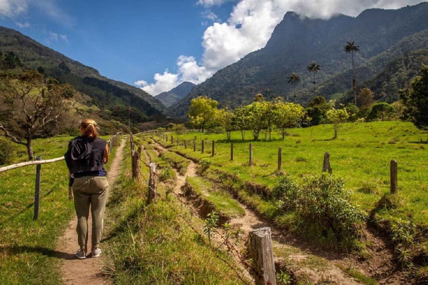 Desde Salento: Caminhada no Vale de Cocora com almoço