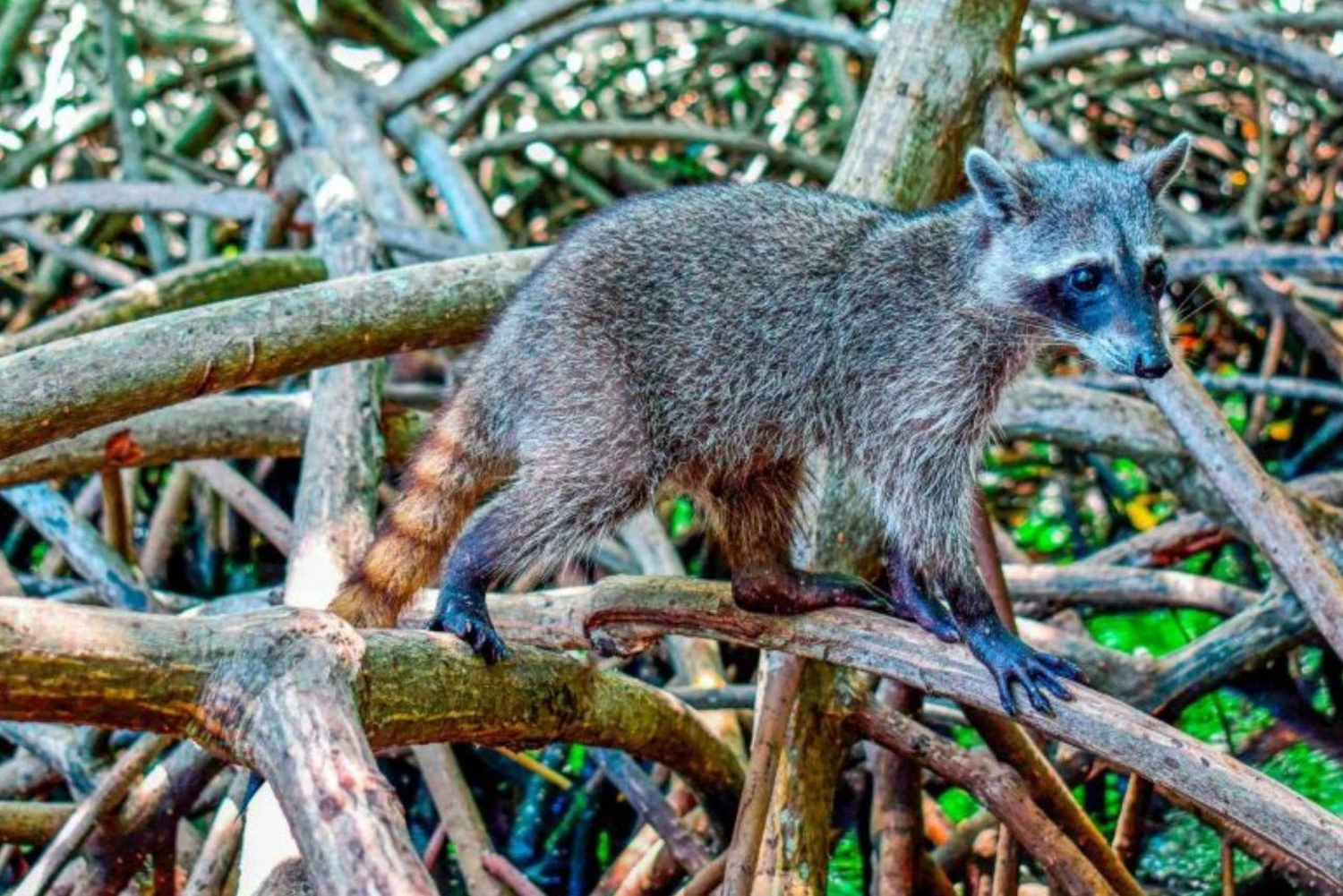 Ganzer Tag Insel Barú: Mangrove +Schnorcheln + Sonnenuntergang + Plankton