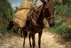Santa Marta: Ciudad Perdida (4 dage og 3 nætter / 3 dage og 2 nætter)