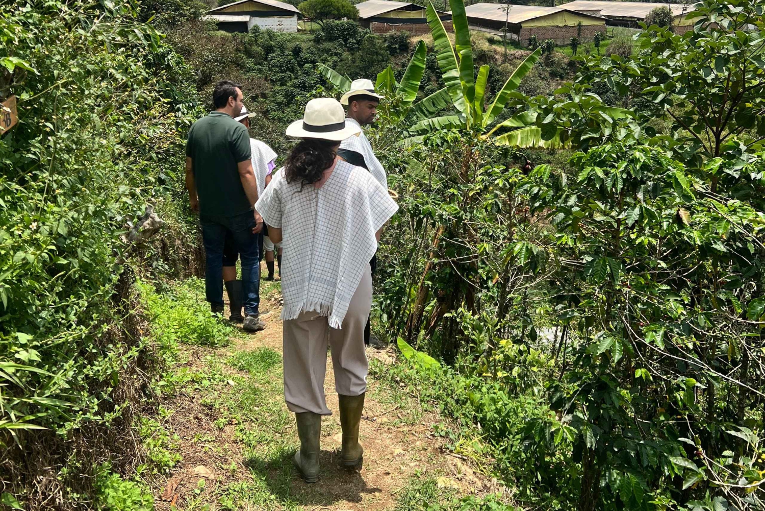 Medellín: Excursão a uma fazenda de café com degustação e serviço de busca