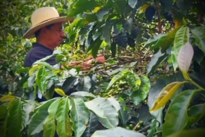 Medellin: Guatape och kaffeturen